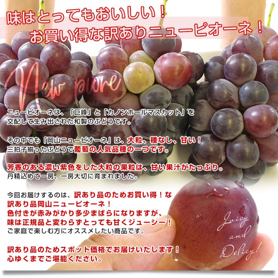 残り僅か！衝撃超お得価格！！岡山県産【ニューピオーネ】良品　7〜8房 5kg 岡山県より産地直送 JA晴れの国岡山 津山支所 訳あり良品 ニュー