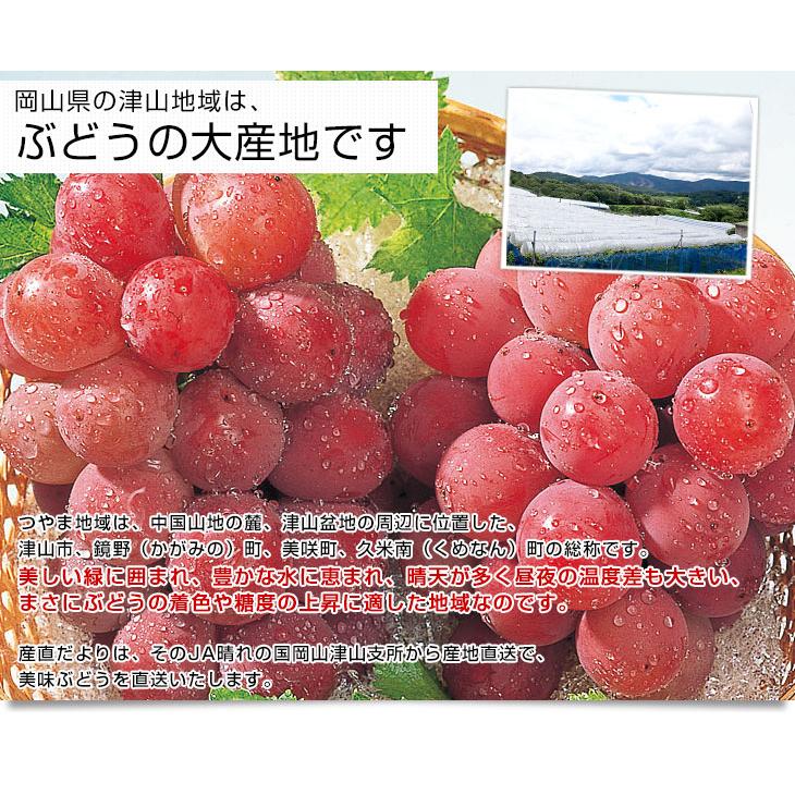 岡山県より産地直送 JA晴れの国岡山津山支所 紫苑(しえん) 秀品 2キロ(3房から5房) 送料無料 葡萄 ぶどう ブドウ｜sanchokudayori｜06