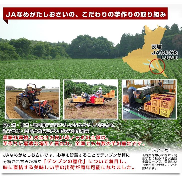 茨城県より産地直送 JAなめがたしおさい さつまいも「紅優甘 (べに
