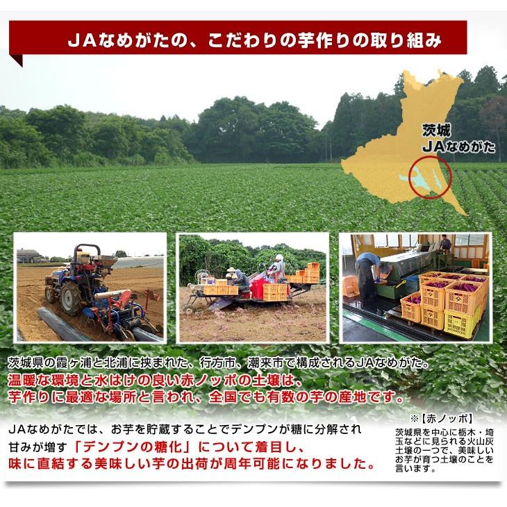 茨城県より産地直送 JAなめがた さつまいも「紅まさり(べにまさり)」 S