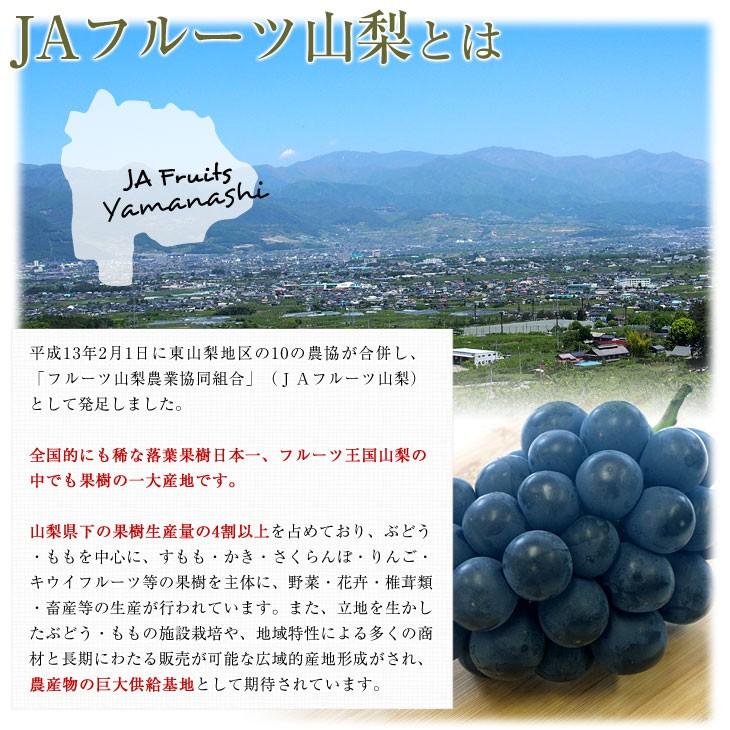 山梨県より産地直送 JAフルーツ山梨 種なしピオーネ 秀品 大房2房入り