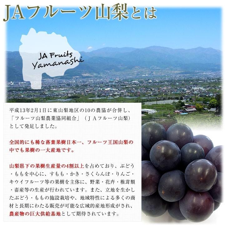 山梨県より産地直送 JAフルーツ山梨 種なし巨峰 秀品 大房2房入り化粧