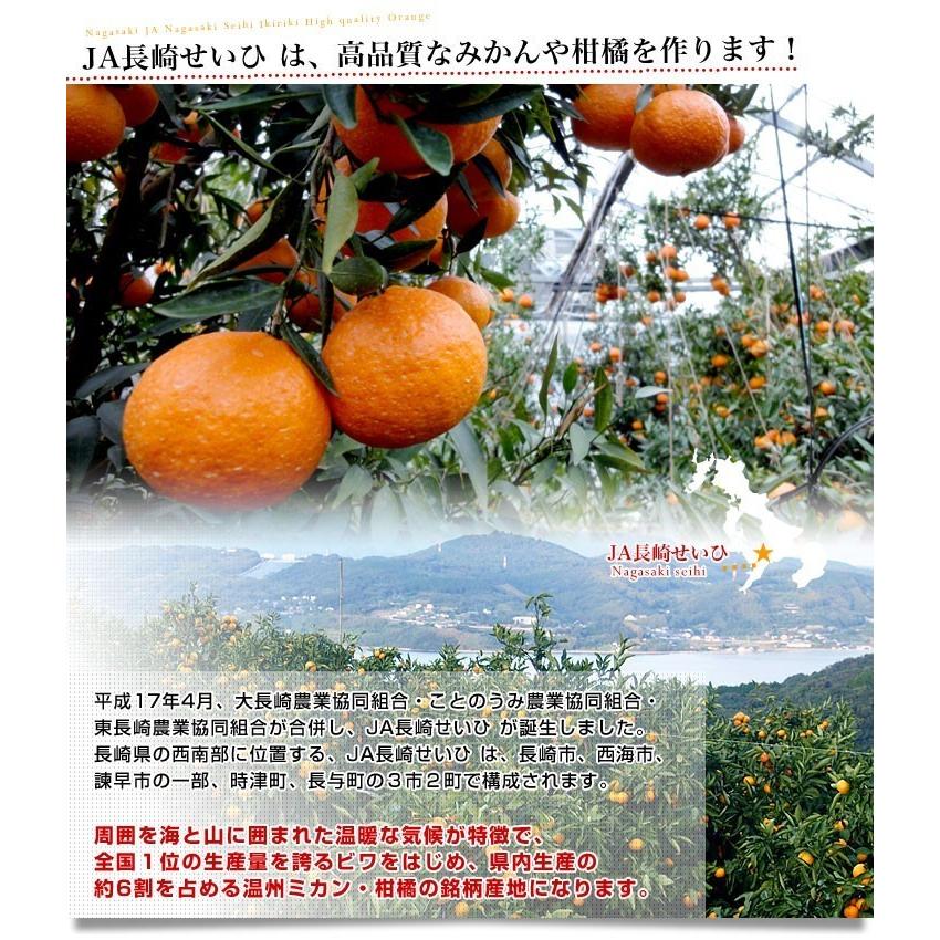 長崎県より産地直送 JA長崎せいひ 不知火 (しらぬひ) 優品 4L 長崎県より産地直送 JA長崎せいひ 不知火 (しらぬひ) 優品 4L