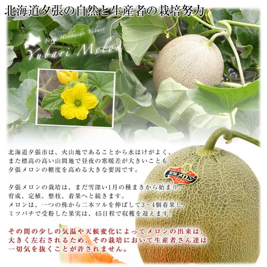 北海道より産地直送 JA夕張市 夕張メロン 秀品 1玉(2キロ×1玉) 送料無料ゆうばり 夕張キング めろん お中元 ギフト|sanchokudayori|05