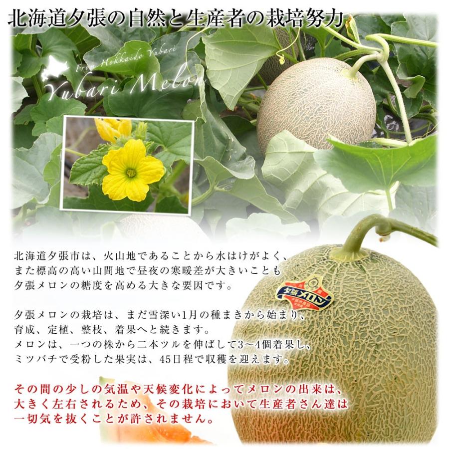 メロン出品① 北海道より産地直送 JA夕張市 夕張メロン 秀品 1玉(1.6キロ×1玉