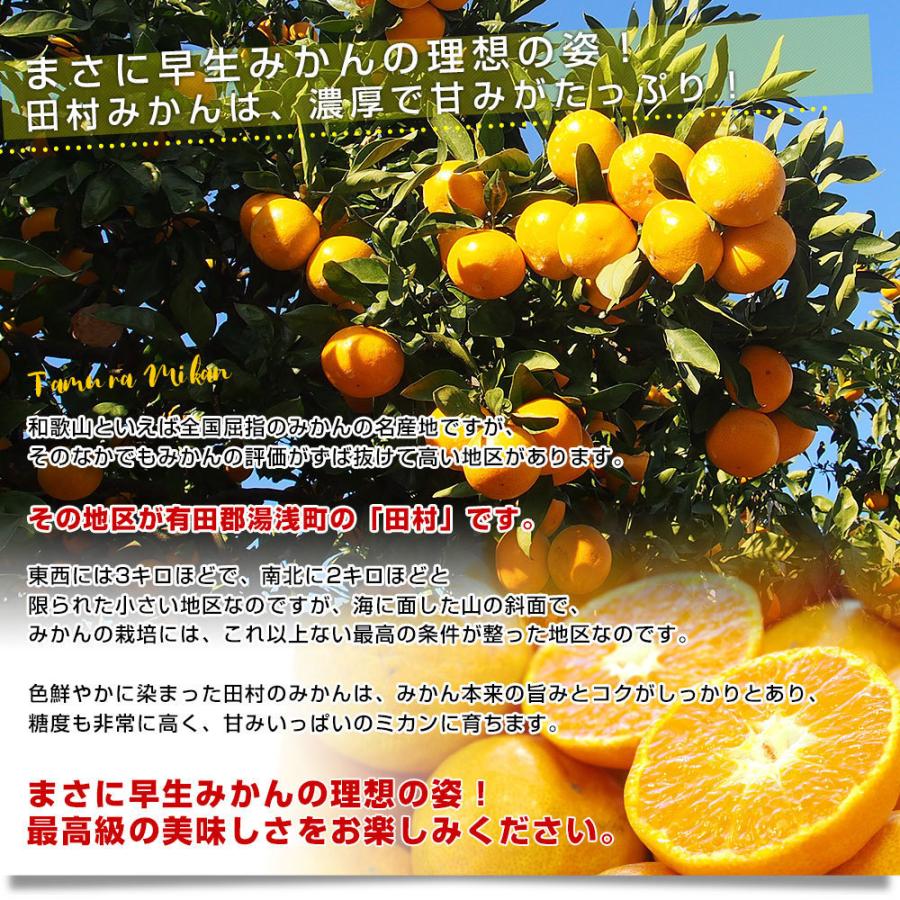 和歌山県より産地直送 田村出荷組合 田村みかん（早生温州みかん） ご家庭用5キロ（大小込み） 送料無料 有田 柑橘