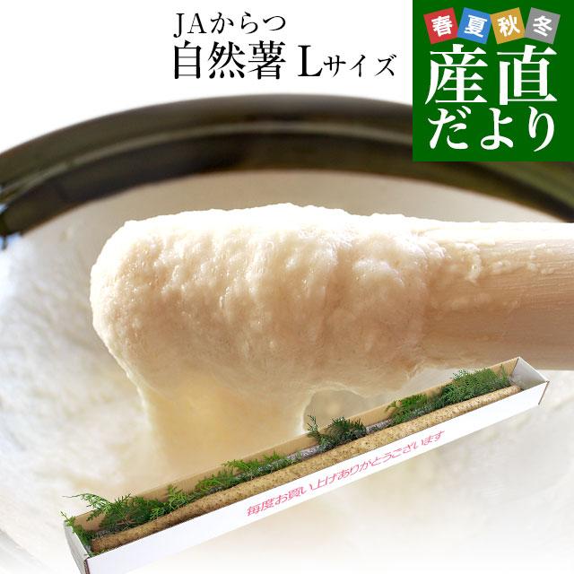 佐賀県より産地直送 JAからつ 自然薯 Lサイズ 1本入 約1キロ 化粧箱 送料無料 じねんじょ 山芋 やまいも :1205251966:産直だより - 通販 - Yahoo!ショッピング 佐賀県より産地直送 JAからつ 自然薯 Lサイズ 1本入 約1キロ 化粧箱 送料無料 じねんじょ 山芋 やまいも :1205251966:産直だより - 通販 - Yahoo!ショッピング