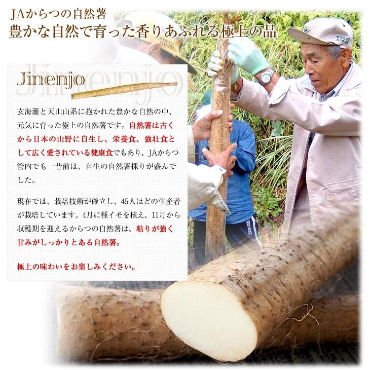 佐賀県より産地直送 JAからつ 自然薯 2本入 約1キロ 送料無料 化粧箱 じねんじょ 山芋 やまいも｜sanchokudayori｜04