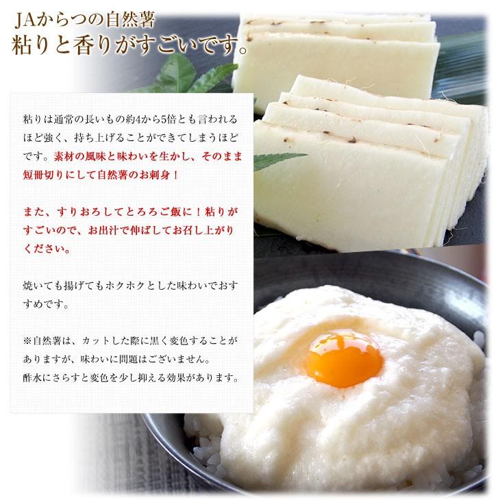 佐賀県より産地直送 JAからつ 自然薯 2本入 約1キロ 送料無料 化粧箱 じねんじょ 山芋 やまいも｜sanchokudayori｜05