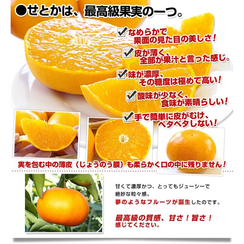 佐賀県産 JAからつ せとか 訳あり Mから2Lサイズ 5キロ箱 送料 佐賀県産 JAからつ せとか 訳あり Mから2Lサイズ 5キロ箱 送料