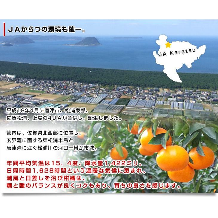 佐賀県産 JAからつ せとか 訳あり Mから2Lサイズ 5キロ箱 送料 佐賀県産 JAからつ せとか 訳あり Mから2Lサイズ 5キロ箱 送料