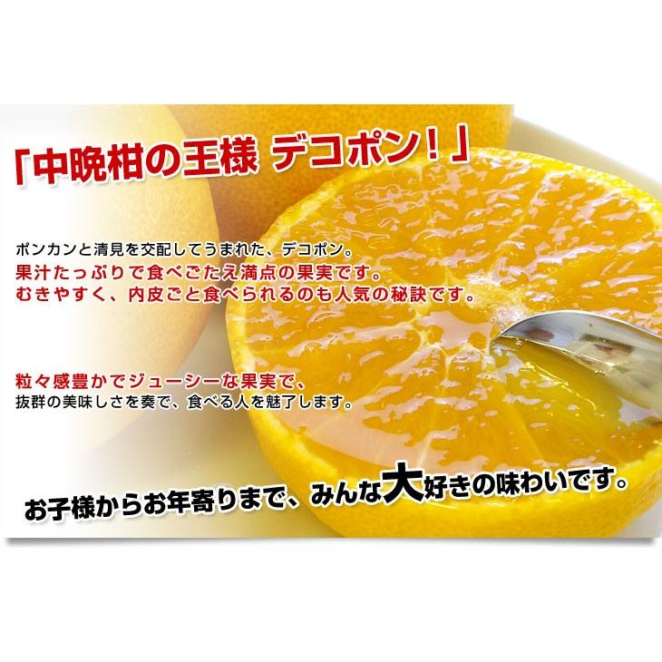 デコポンページ 木熟デコポン | おいしく食べて和歌山モール