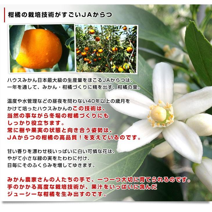 佐賀県産 JAからつ せとか 秀品 2.5キロ 化粧箱入(12から15玉) 送料