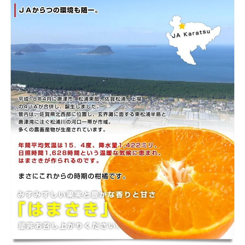 佐賀県より産地直送 JAからつ はまさき ご家庭用 ちょっと訳あり LからSサイズ 約2.5キロ (12から18玉前後) 送料無料 唐津 浜崎｜sanchokudayori｜09