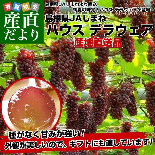 島根県より産地直送 JAしまね ハウスデラウェア 赤秀 Lから2Lサイズ 約800ｇ (5房から6房) 化粧箱入り ぶどう 葡萄 ブドウ 送料無料｜sanchokudayori｜02