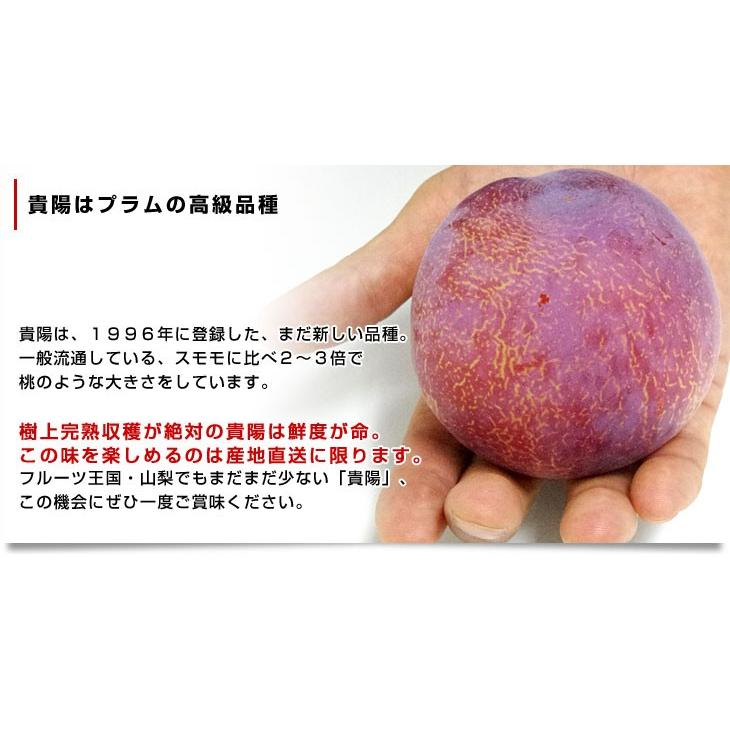 山梨県より産地直送 Ja南アルプス市 プレミアム貴陽 大玉のみ厳選 超限定品 4lサイズ 1 8キロ 8玉入り プラム 李 スモモ 送料無料 C1 産直だより 通販 Yahoo ショッピング