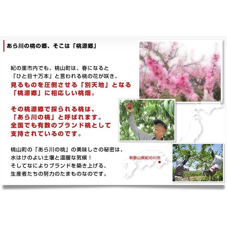 和歌山県より産地直送 JA紀の里 あら川の桃 清水白桃 赤秀品 1.8キロ (6玉から8玉) 送料無料 桃 もも|sanchokudayori|04