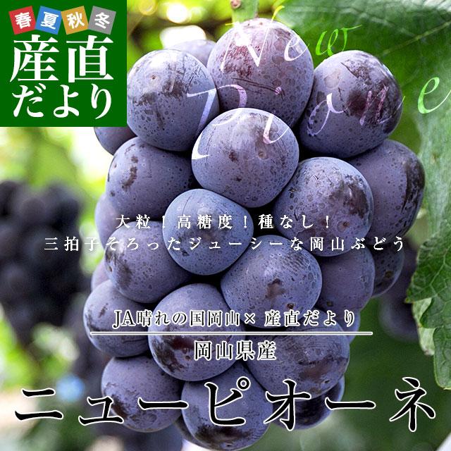翌日発送可能】岡山県産 JA晴れの国岡山 ニューピオーネ ※クール便 送料無料 約1.2キロ(600g×2房) 葡萄 黒ぶどう 種なしぶどう ピオーネ 青秀品以上 ブドウ ぶどう 種なし ぶどう ピオーネ