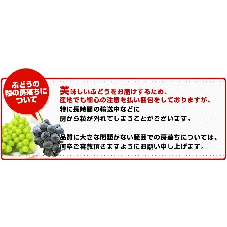 長野県産 シャインマスカット 約1.5キロ（3房）送料無料 ぶどう ブドウ 種なしぶどう クール便発送｜sanchokudayori｜08