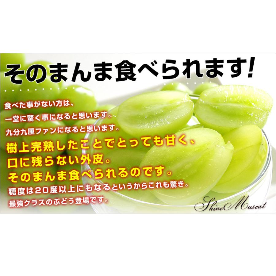 長野県 シャインマスカット 約1.5キロ(3房入り)送料無料 ぶどう ブドウ 市場発送 クール便|sanchokudayori|03