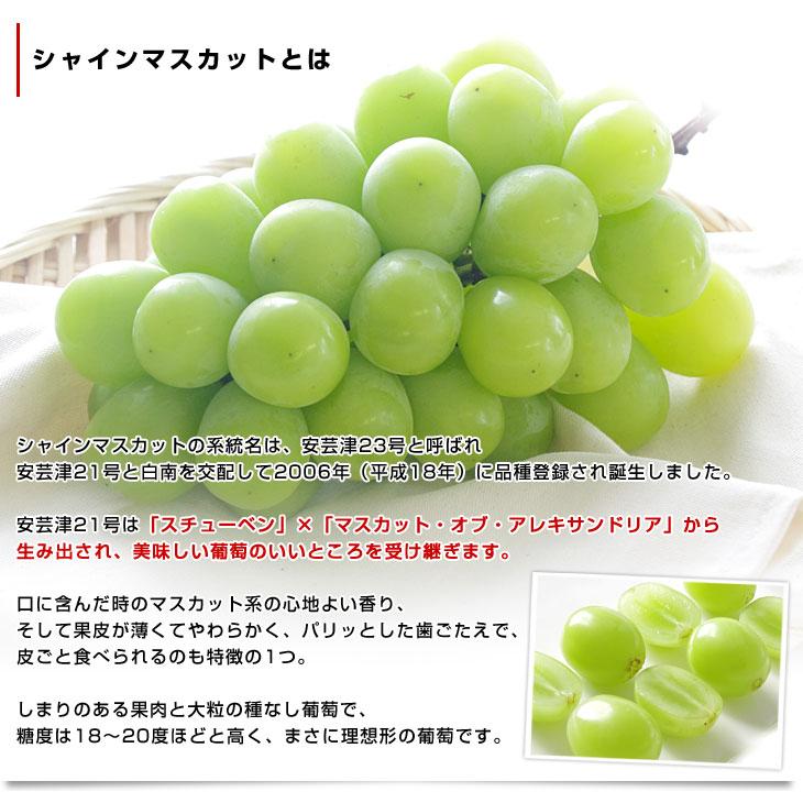 長野県 シャインマスカット 約1.5キロ(3房入り)送料無料 ぶどう ブドウ 市場発送 クール便|sanchokudayori|04