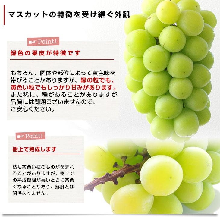 長野県 シャインマスカット 約1.5キロ(3房入り)送料無料 ぶどう ブドウ 市場発送 クール便|sanchokudayori|05
