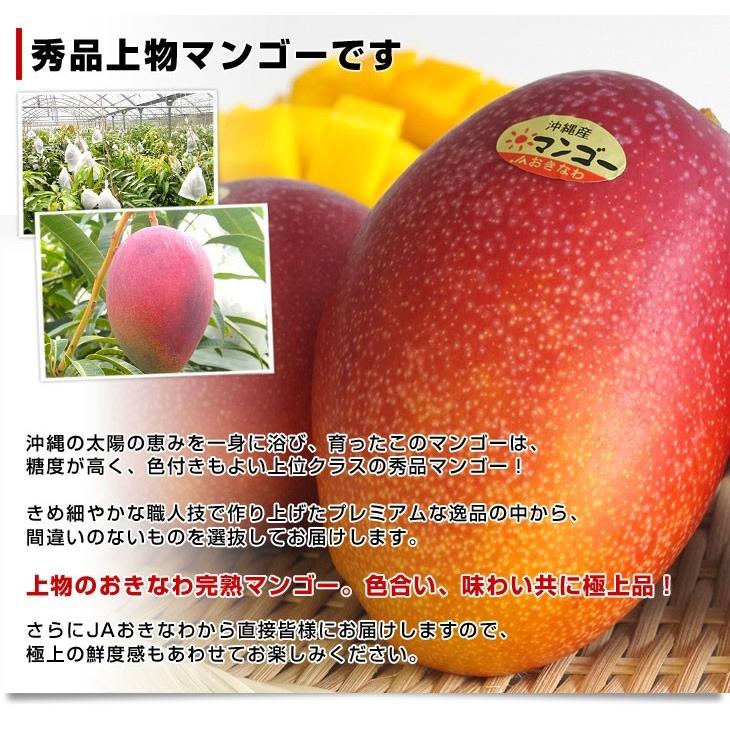 沖縄県より産地直送 JAおきなわ 完熟沖縄マンゴー 秀品 1.5キロ