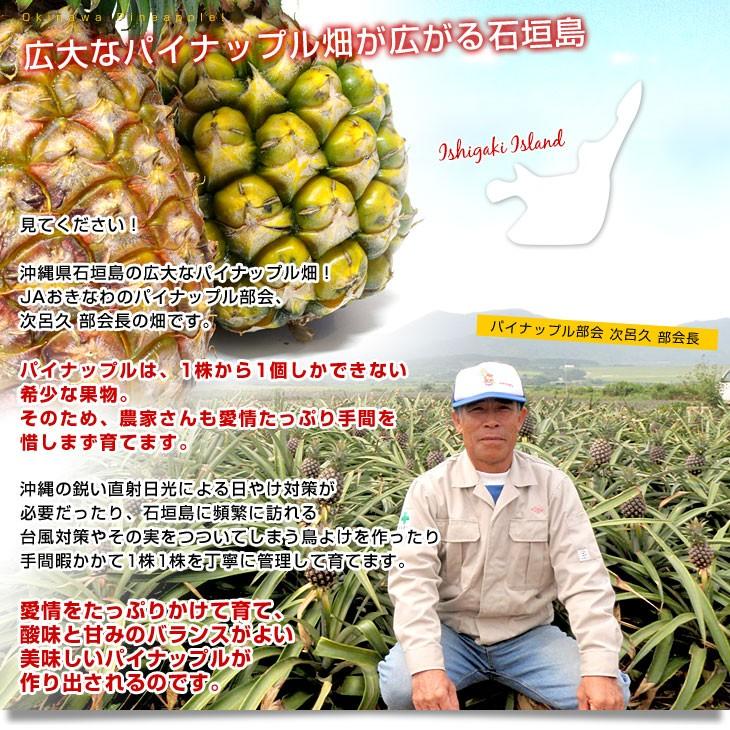 沖縄県より産地直送 JAおきなわ 石垣島パイン2玉 (合計約2キロ) 沖縄パイン パイナップル 送料無料|sanchokudayori|05