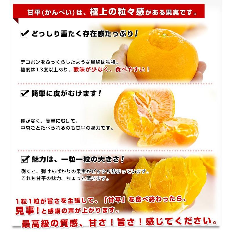 愛媛県産 JAにしうわ 甘平＆せとかセット 良品 ちょっと訳あり 合計5