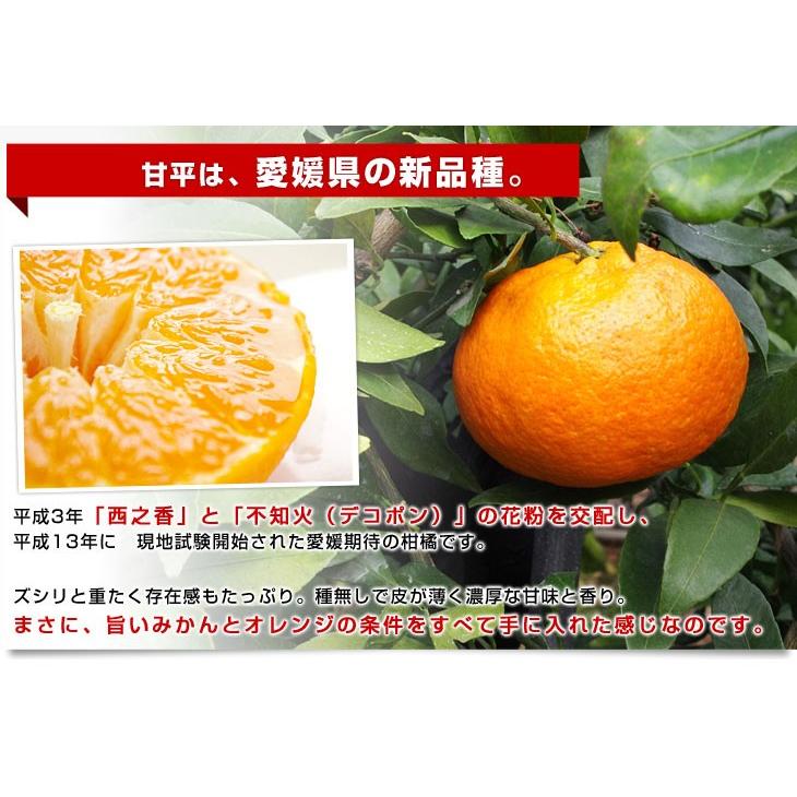 愛媛県産 JAにしうわ 甘平＆せとかセット 良品 ちょっと訳あり 合計5