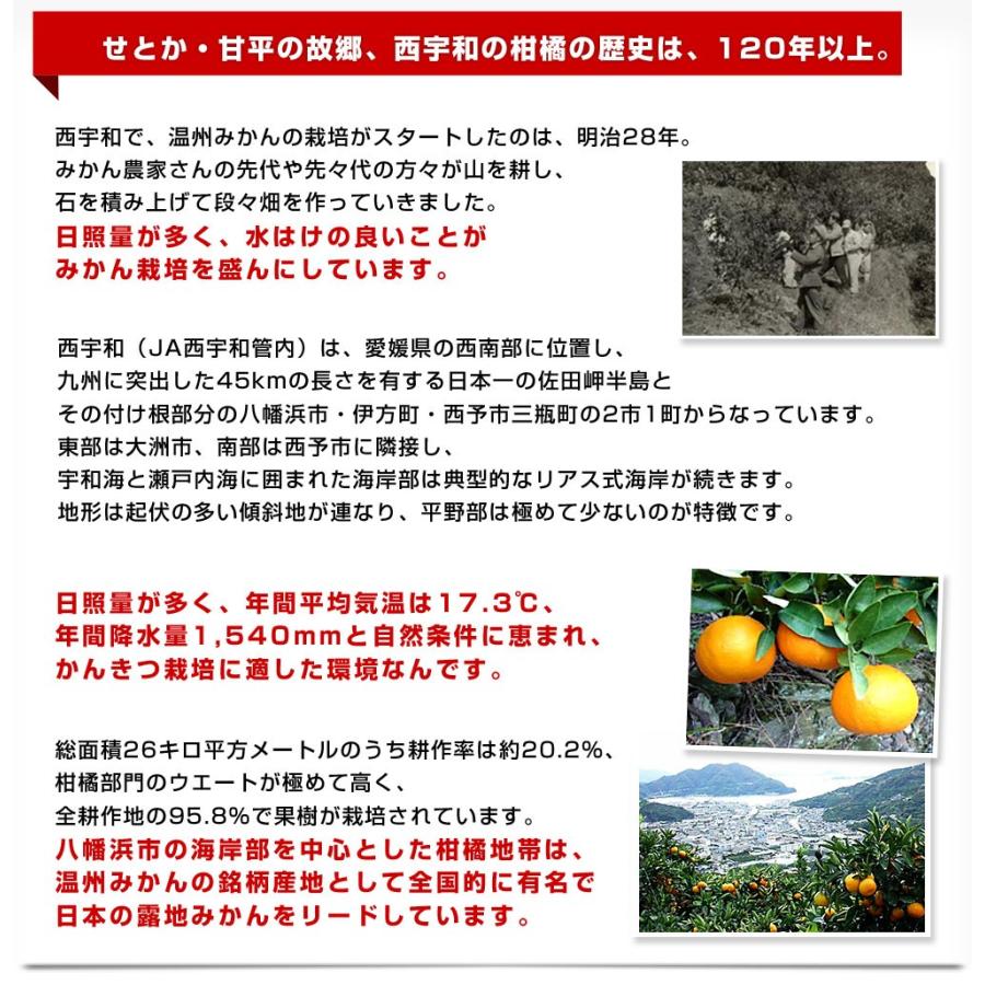 愛媛県産 JAにしうわ 甘平＆せとかセット 良品 ちょっと訳あり 合計5