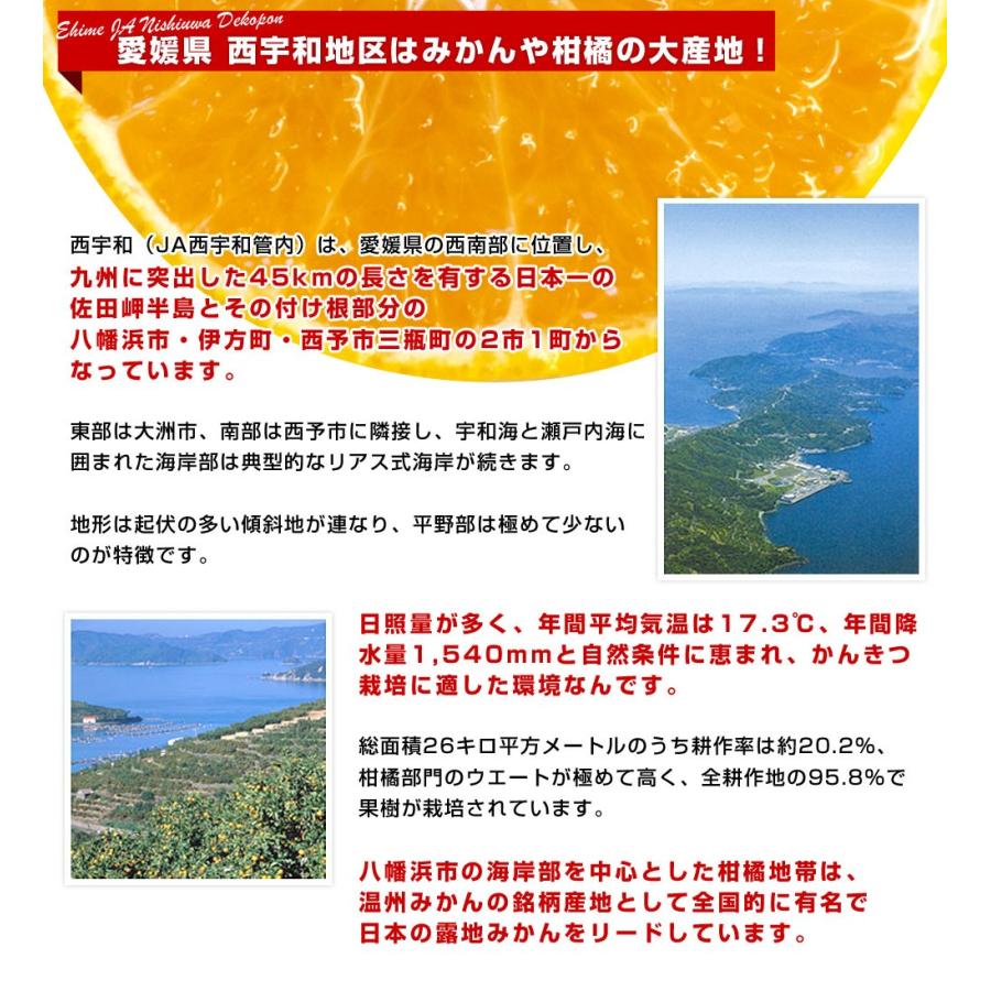 愛媛県より産地直送 JAにしうわ デコポン 秀品 3LからLサイズ 3キロ（10玉から15玉前後）でこぽん 柑橘 オレンジ 西宇和 八幡浜｜sanchokudayori｜07