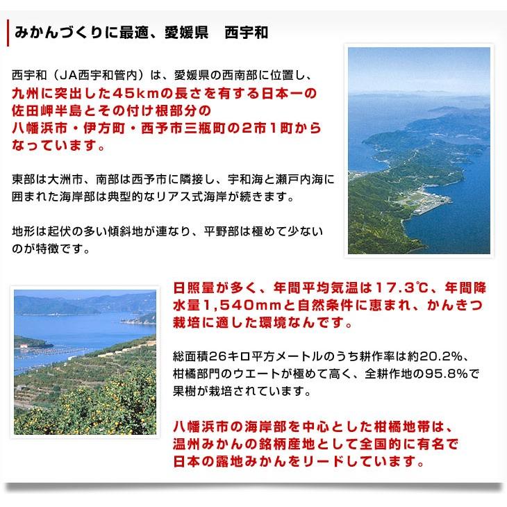 愛媛県産 JAにしうわ 三瓶共撰 プレミアム西宇和みかん しずる(雫琉) LからSサイズ 5キロ(40玉から60玉) 送料無料 蜜柑 ミカン　｜sanchokudayori｜06