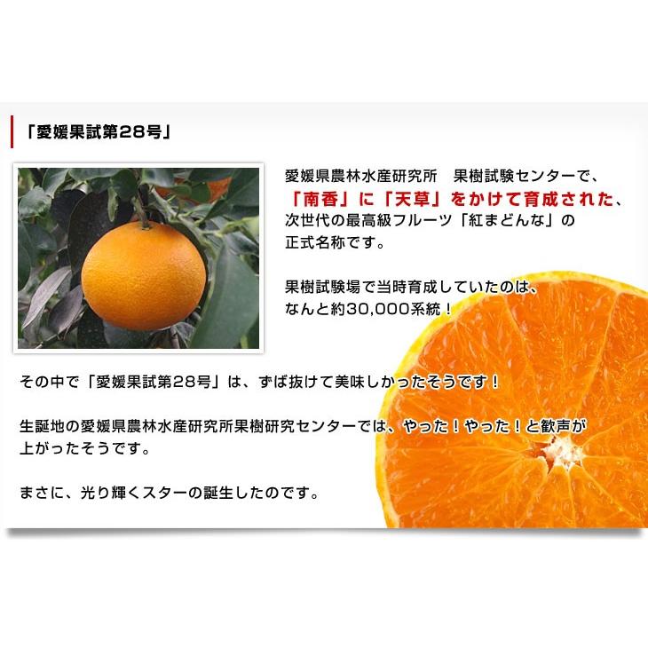 愛媛県より産地直送 JAえひめ中央 紅まどんな 良品 3LからL 愛媛県より産地直送 JAえひめ中央 紅まどんな 良品 3LからL