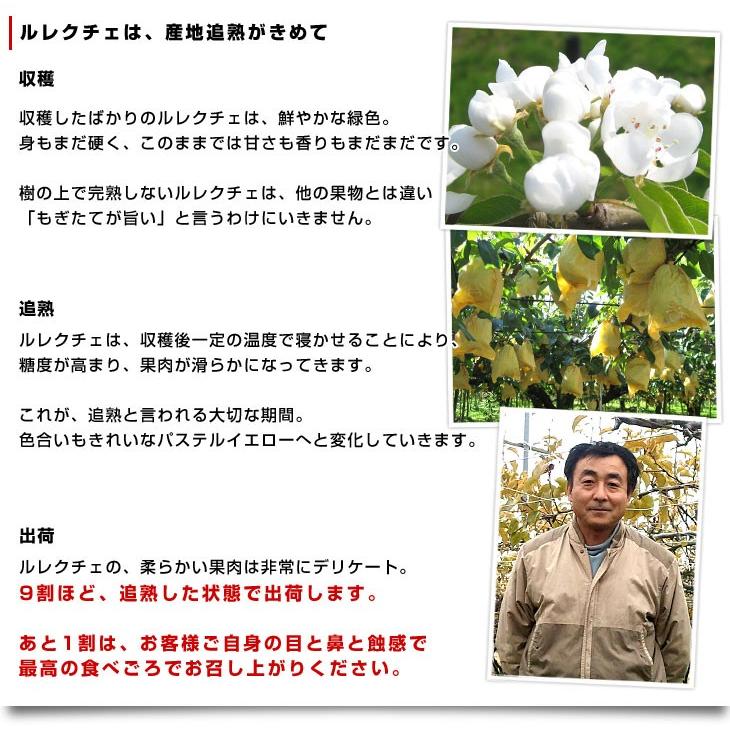 新潟県より産地直送 JAにいがた南蒲 ル レクチェ 秀品 2キロ(4玉から7玉) 洋ナシ 洋梨 ル・レクチェ 冬ギフト 送料無料 御歳暮 お歳暮 ギフト|sanchokudayori|06