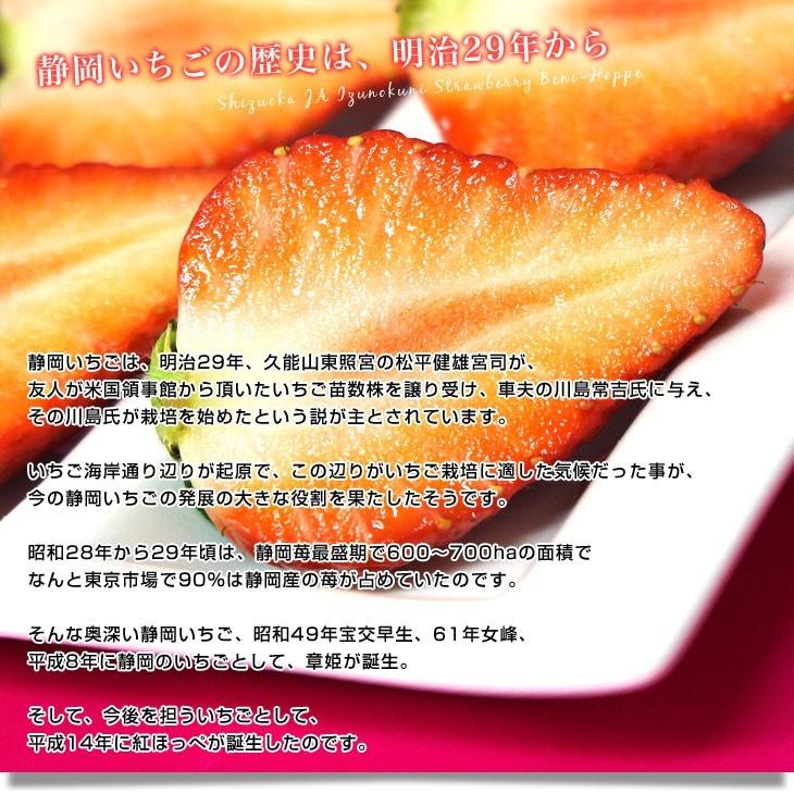 静岡県より産地直送JAふじ伊豆 紅ほっぺ DX 約520g (260g×2P 静岡県より産地直送JAふじ伊豆 紅ほっぺ DX 約520g (260g×2P