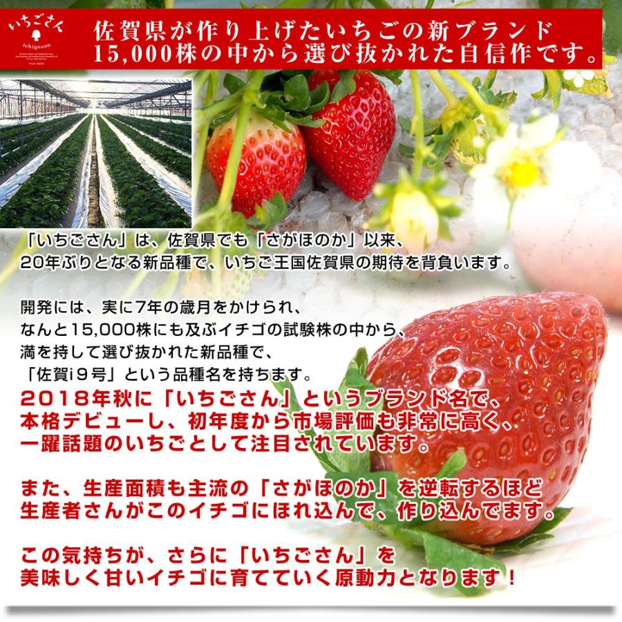 佐賀県より産地直送 JAからつ 新品種いちご いちごさん 秀品 ３Lサイズ