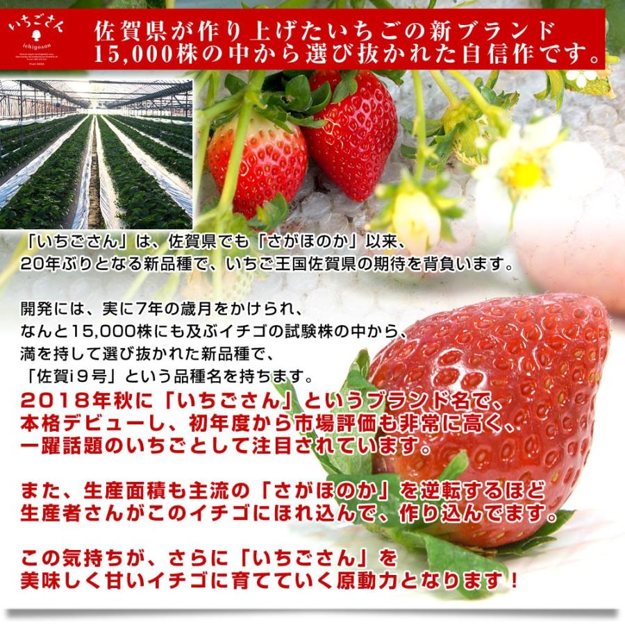 送料無料 佐賀県より産地直送 JAからつ 新品種いちご いちごさん 秀品 ３Lサイズ 500g化粧箱 20粒から24粒 イチゴサン 唐津 うまかもん｜sanchokudayori｜06