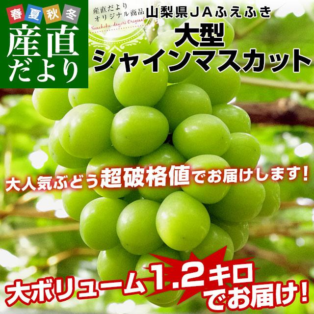 買収 大粒シャインマスカット2房セット 大粒シャインマスカット2房セット