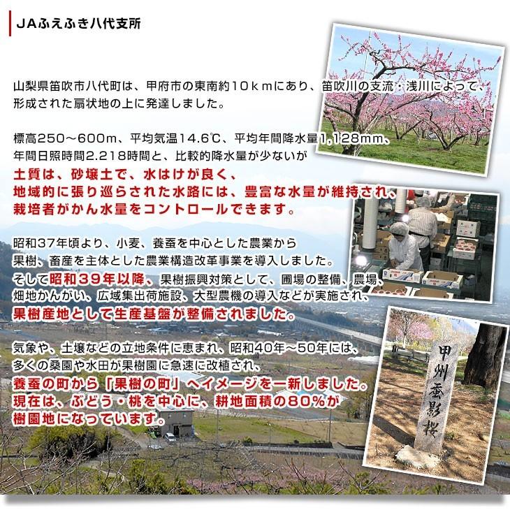 山梨県より産地直送 JAふえふき 八代支所の桃 青秀品 大玉約2キロ 化粧箱（大玉5玉から7玉）送料無料 もも モモ｜sanchokudayori｜05