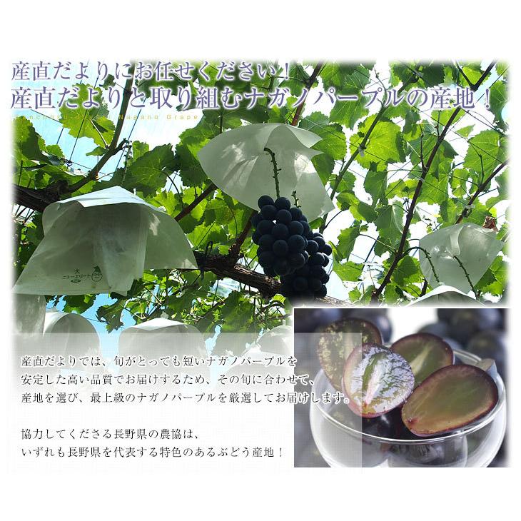 長野県産 ナガノパープル 合計約1キロ（2房入り）黒ぶどう 葡萄 ブドウ ぶどう 送料無料 市場発送 クール便  :1293361245-c1:産直だより - 通販 - Yahoo!ショッピング