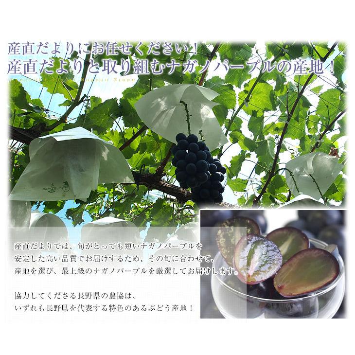 長野県産 ナガノパープル 約1.5キロ（3房入り）黒ぶどう 葡萄