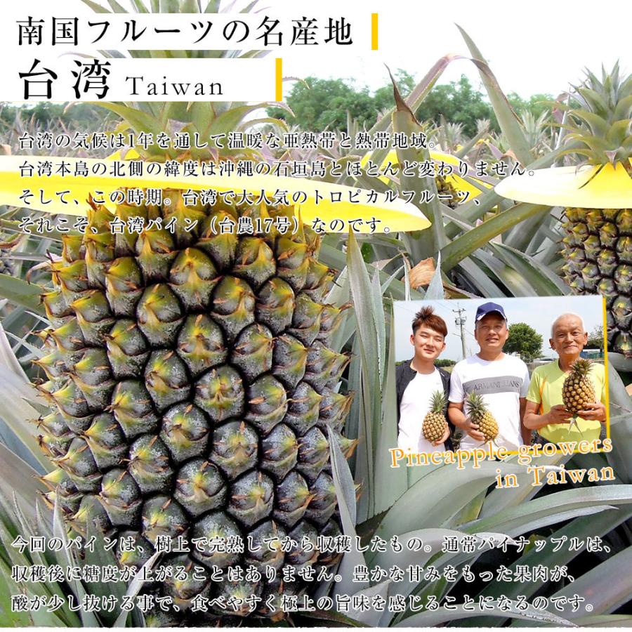 台湾産 台湾パイナップル 台農17号 園地限定品 原体箱 約10キロ 5玉から10玉入り 市場発送商品 送料無料 産直だより 通販 Yahoo ショッピング