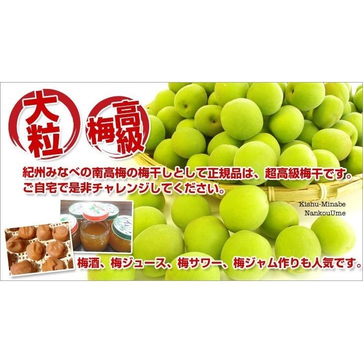 和歌山県産 Ja紀州 みなべの南高梅 Lサイズ 5キロ 送料無料 市場発送 うめ ウメ なんこうばい 産直だより 通販 Yahoo ショッピング