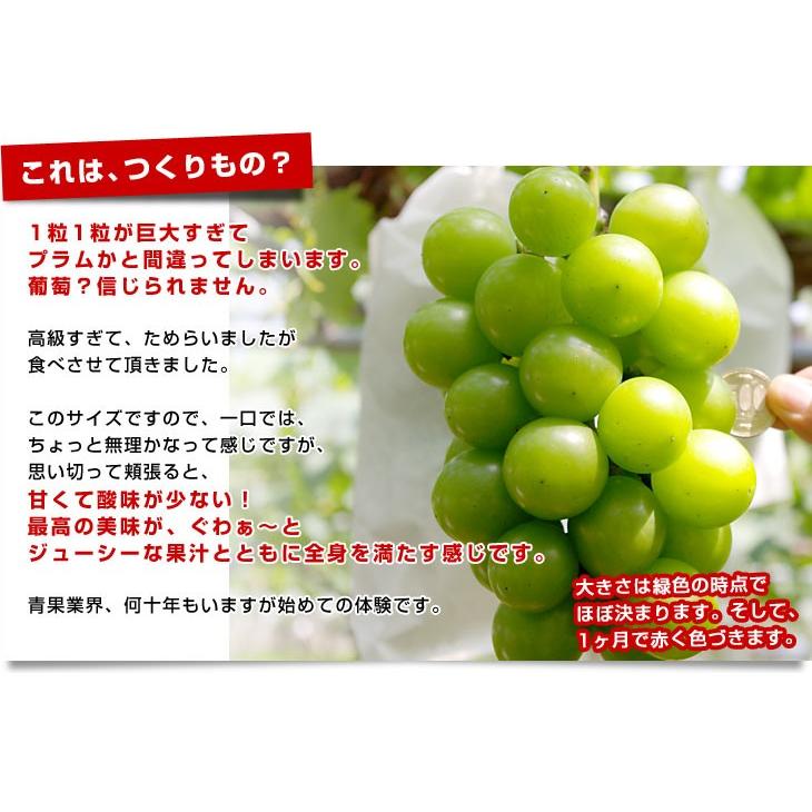 石川県産 JA全農いしかわ ルビーロマン 秀品G（1粒約30gの超大玉）1房 700g以上 化粧箱入り 葡萄 ぶどう 送料無料 ※クール便｜sanchokudayori｜06