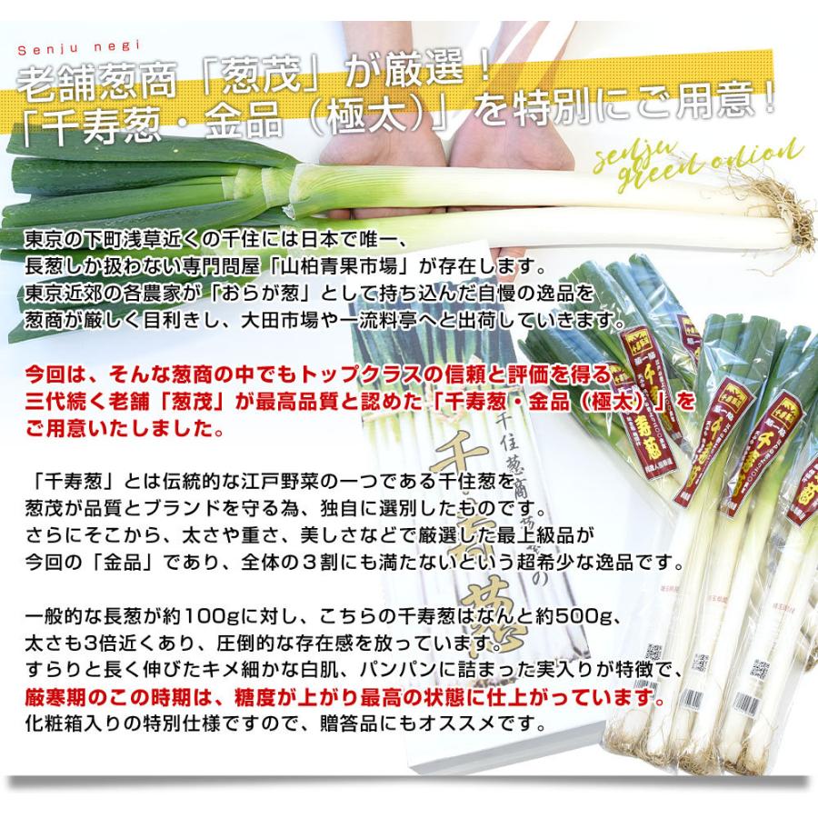 注目のブランド 東京都または埼玉県産 千寿葱 金品 3キロ化粧箱 極太8本から12本 送料無料 市場発送 ねぎ ネギ 長ネギ 葱商 葱茂 クール便 Wantannas Go Id