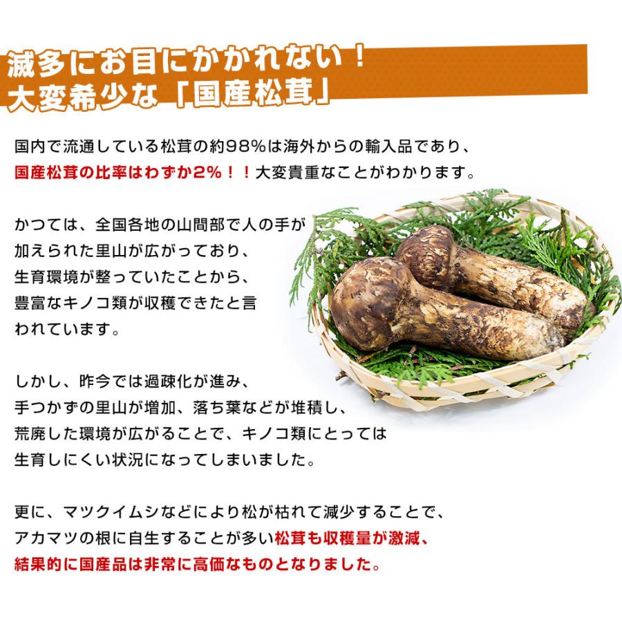 国産松茸(つぼみ)300g前後(5本から10本前後) 送料無料 国産松茸(つぼみ)300g前後(5本から10本前後) 送料無料