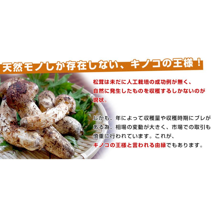 国産松茸(つぼみ)300g前後(5本から10本前後) 送料無料 国産松茸(つぼみ)300g前後(5本から10本前後) 送料無料
