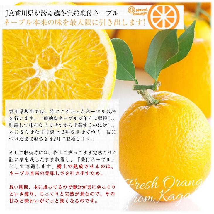 香川県より産地直送 Ja香川県 越冬完熟葉付ネーブル 5キロ 15から21玉入り 送料無料 柑橘 国産オレンジ 国産ネーブル 産直だより 通販 Yahoo ショッピング