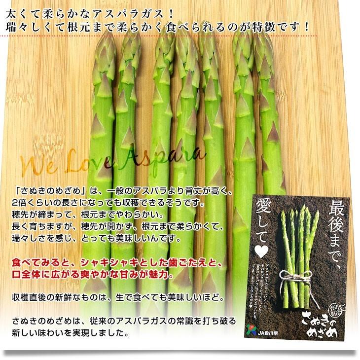 香川県より産地直送 JA香川県 初物アスパラ さぬきのめざめ (春芽・初物) 2Lサイズ以上 約700g (14から25本前後) 送料無料 丸亀市他 アスパラガス